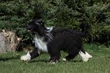 CHIEN NU CHINOIS 086